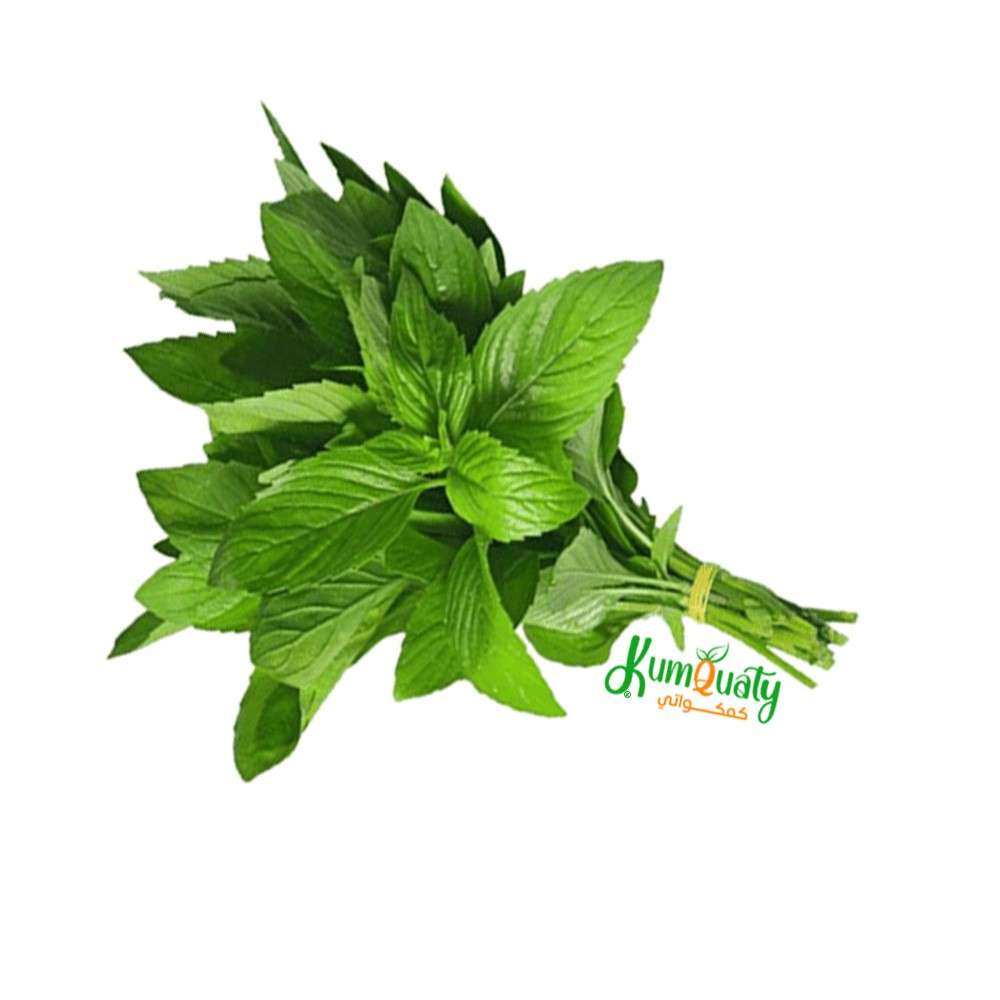نعناع اخضر ربطة