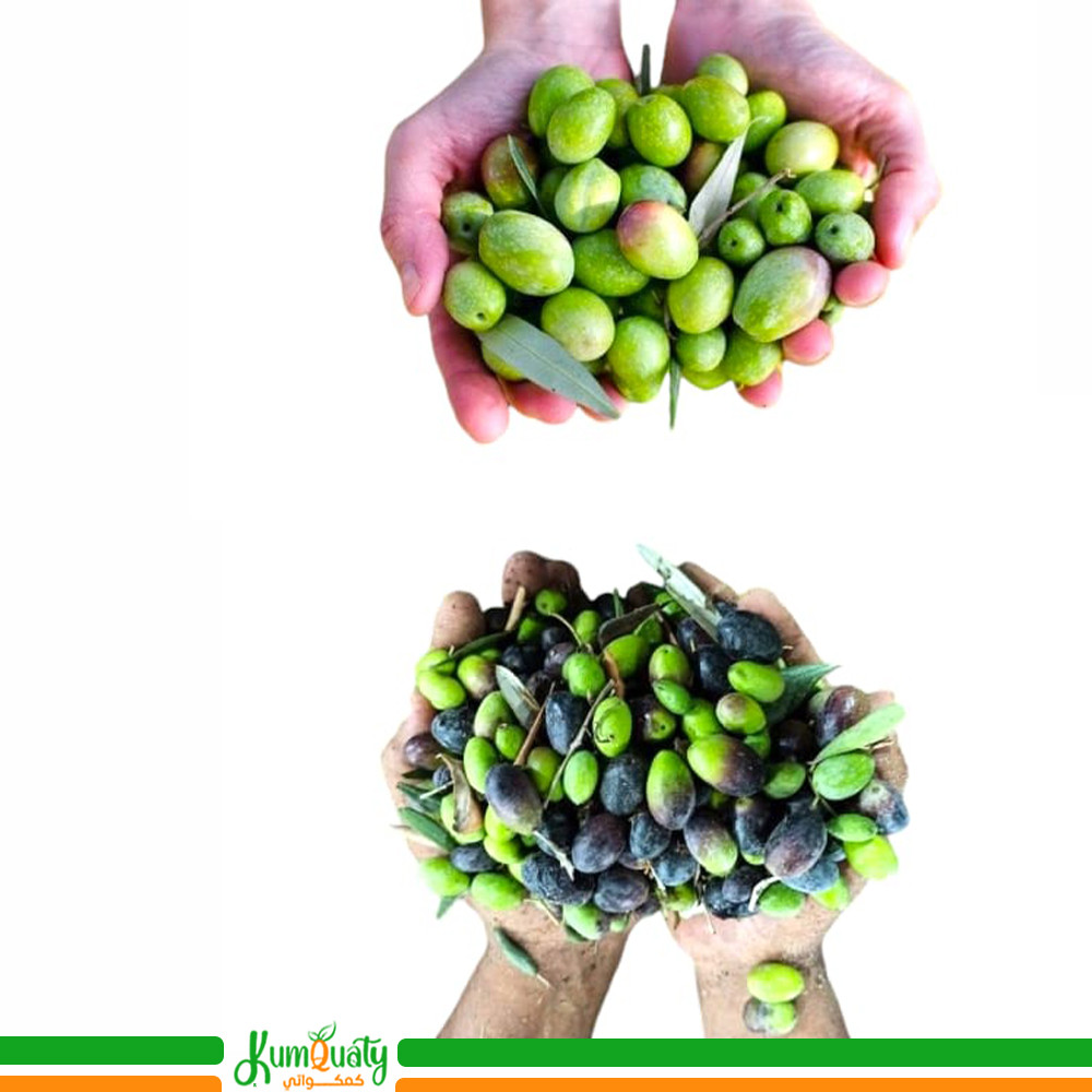 زيتون حائل مشكل - 7.5 كيلو تقريباً