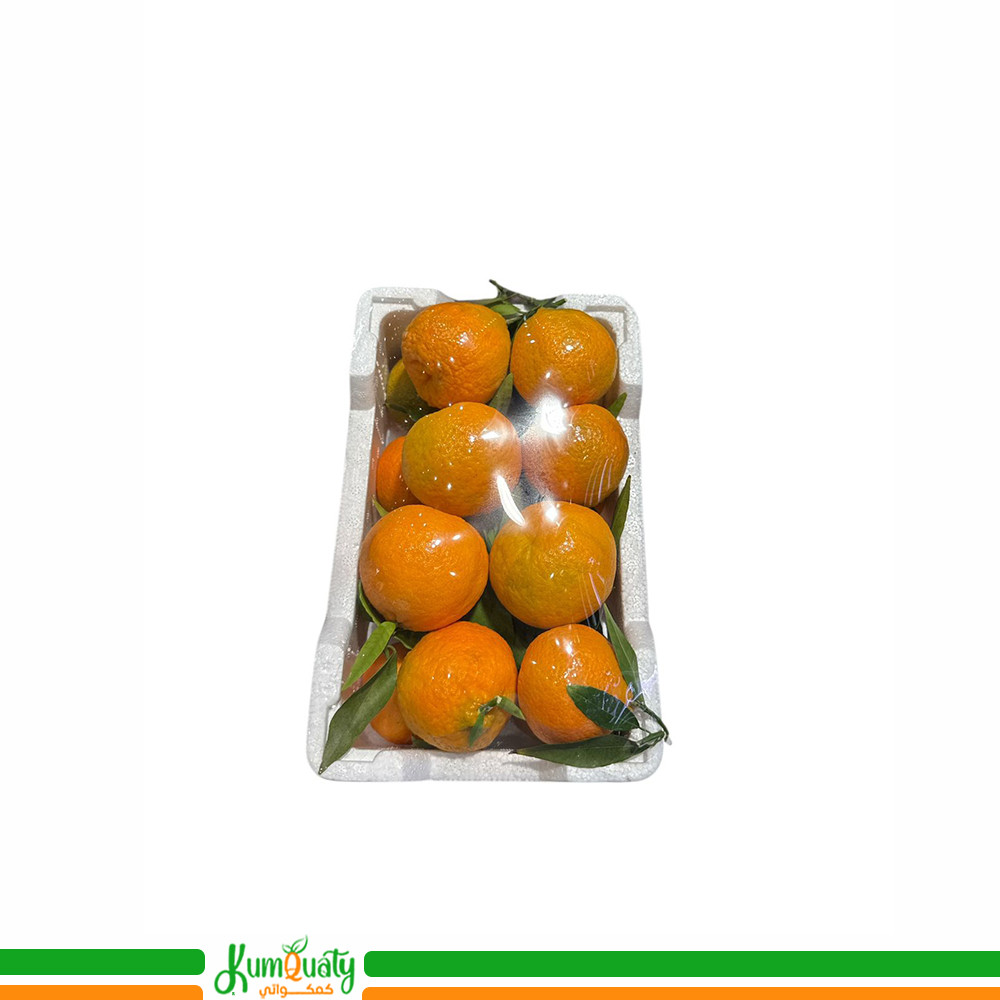 يوسفي وطني فلين