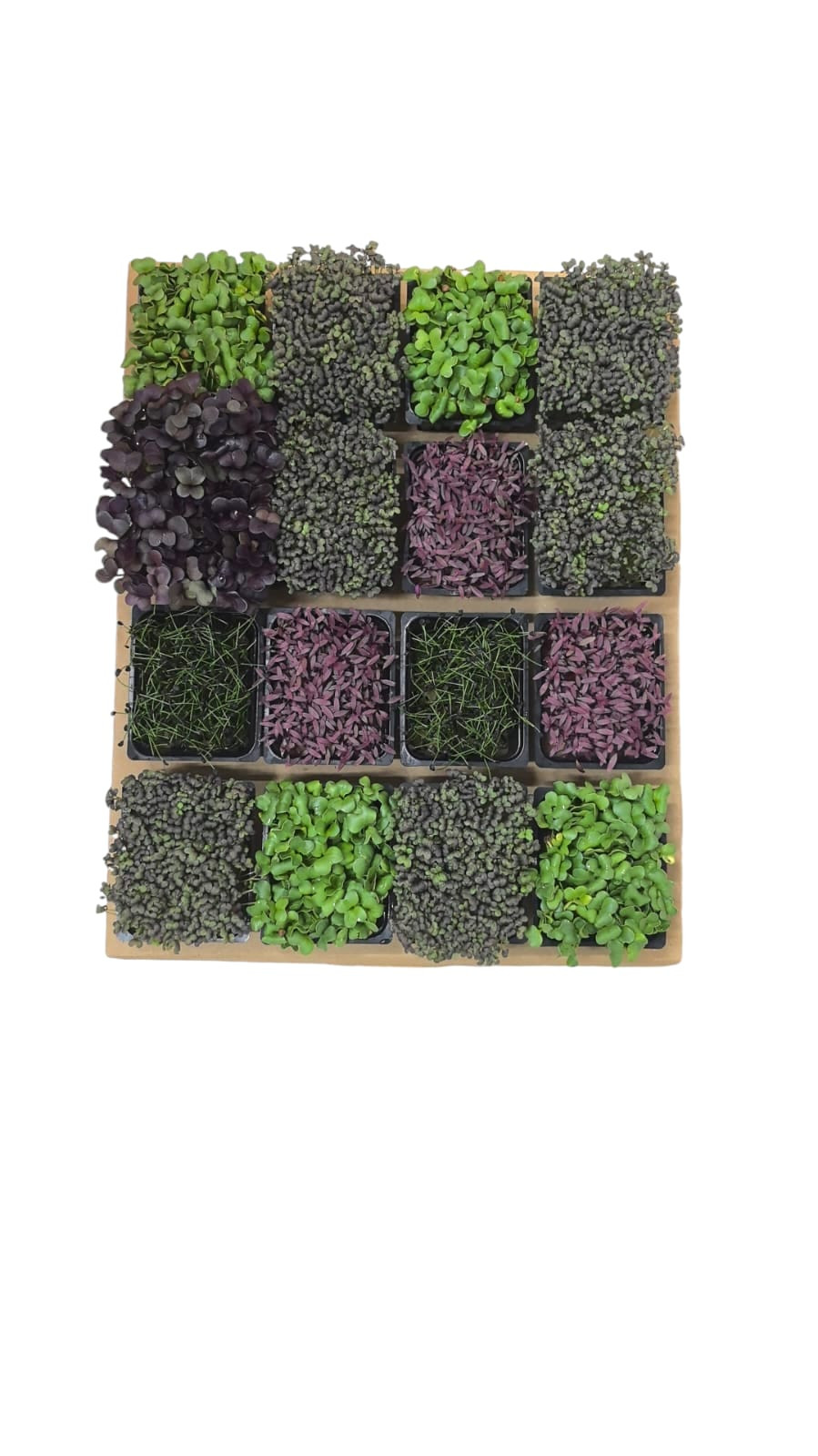 شاكورا مشكل