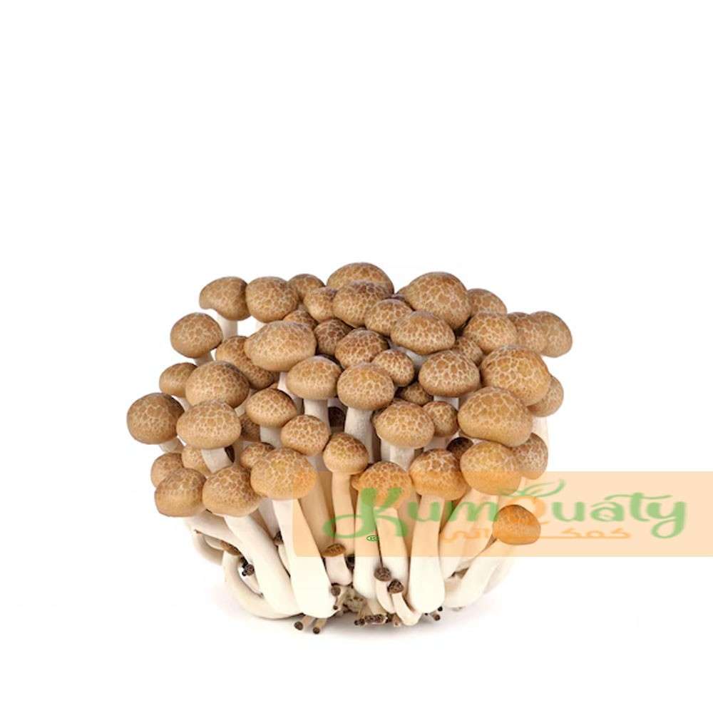 فطر شمجي بني علبة 150 جرام