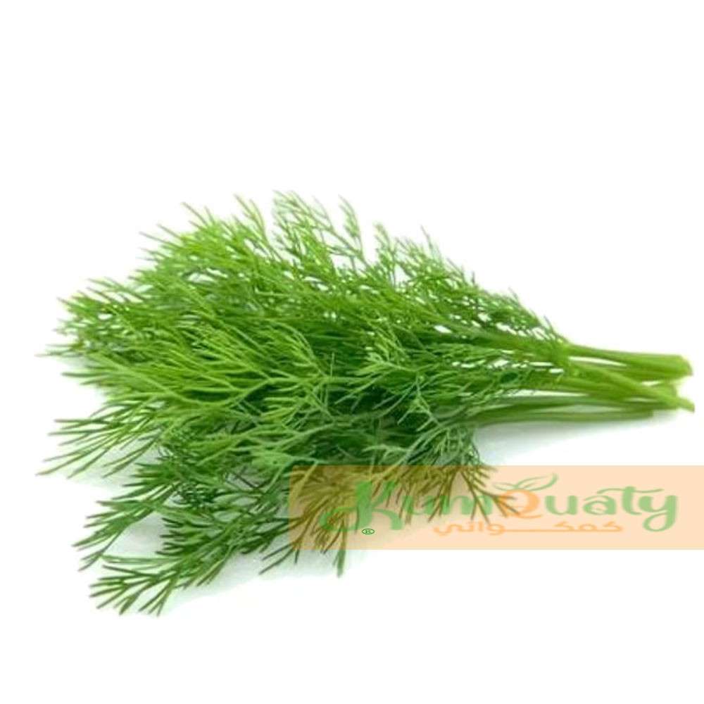 شبت أخضر ربطة