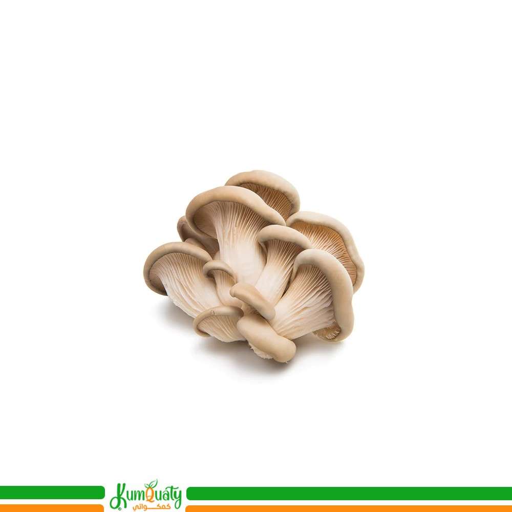 فطر المحار
