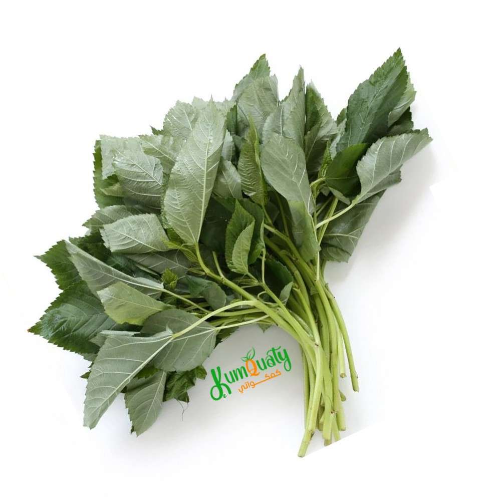 ملوخية خضراء ربطة