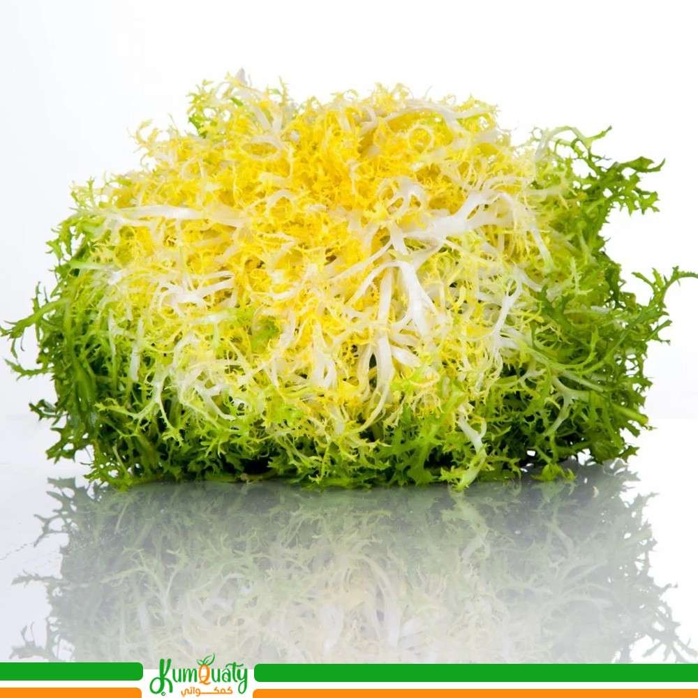 خس فريزيه أصفر  (علبة)